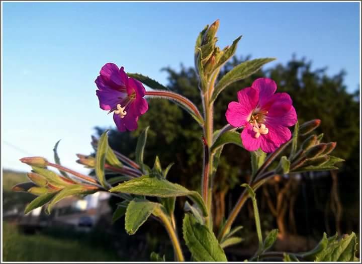 Casa Rural Martina Guest House Guadalaviar ภายนอก รูปภาพ